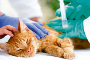 Симптоми раку в кішках і котах Симптоми раку в кішках і котах