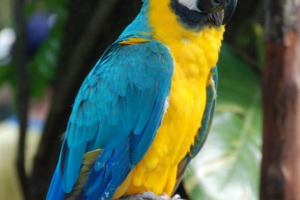 Синьо-жовтий ара - один з найяскравіших папуг Синьо-жовтий ара - один з найяскравіших папуг