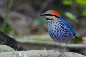Синхвоста пітт - співаючий птах з різнобарвним оперенням Синхвоста пітт - співаючий птах з різнобарвним оперенням