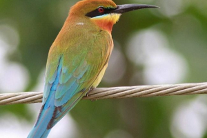 Синхвоста чиста - барвиста, тонкий птах Синхвоста чиста - барвиста, тонкий птах