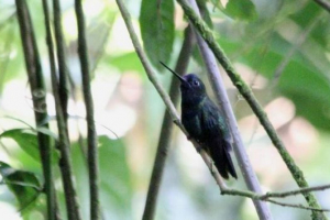 Silent lancetoclus - hummingbird Silent lancetoclus - hummingbird