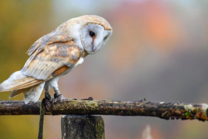 Сипуха Сипуха