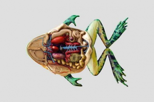 Системи тварин Системи тварин