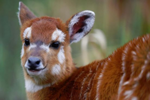 Ситатунг Ситатунг