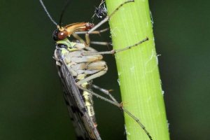Скорпіон муха. Чи має вона подібність зі скорпіонами? Скорпіон муха. Чи має вона подібність зі скорпіонами?