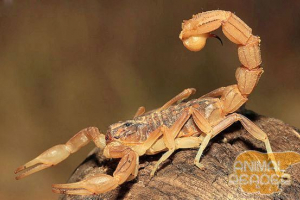 Скорпіони - їх більше 1400 видів. Скорпіони - їх більше 1400 видів.