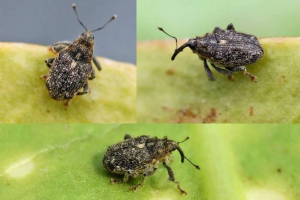 Історія. Спосіб життя цього жука Історія. Спосіб життя цього жука