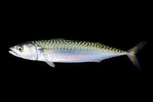 Макрель: як виглядає риба, і де вона живе? Макрель: як виглядає риба, і де вона живе?