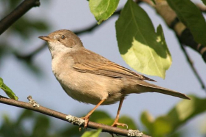 Слов'ян Слов'ян