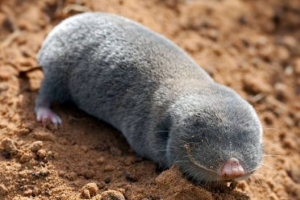 Пухкий гігант Пухкий гігант