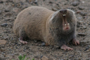 Червона книга республіки дагестан Червона книга республіки дагестан