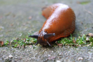 Шліфувати Шліфувати