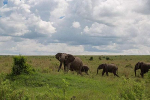 Слон посварився з буйволом в африканському заповіднику Слон посварився з буйволом в африканському заповіднику