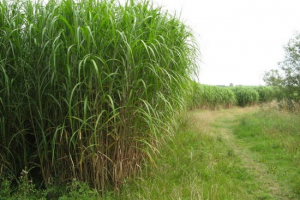 Трава слонової кістки Трава слонової кістки