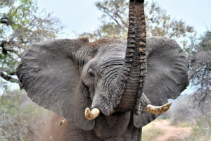 Слони бояться мишей - правду або фантастика? Слони бояться мишей - правду або фантастика?