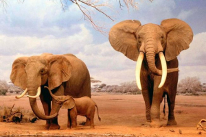 Слони Слони