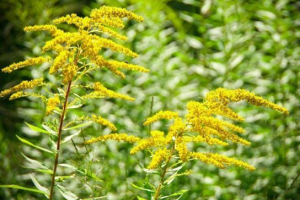 Золотий канадський Золотий канадський