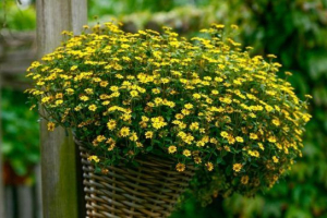 Санвіталія Санвіталія