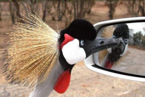 Смішні птахи: блискучі ігрищі