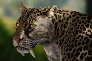 Смиходон Смиходон