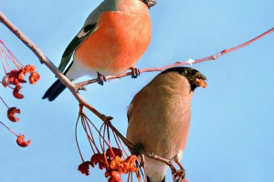 Снегірі Снегірі
