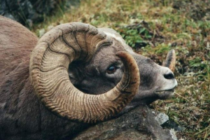 Сніг рам - гордий трофейних мисливців Сніг рам - гордий трофейних мисливців