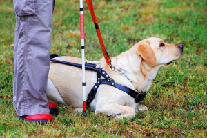 Направляюча собака знайдена і повернула господині Направляюча собака знайдена і повернула господині