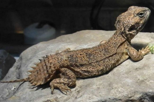 Вміст єгипетського шипоховостова? Опис schipokhvosta Вміст єгипетського шипоховостова? Опис schipokhvosta