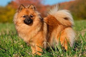 Німецька spitz home Німецька spitz home