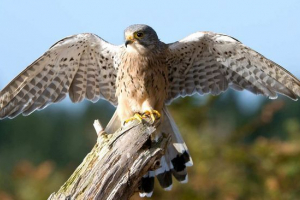 Сокола Сокола