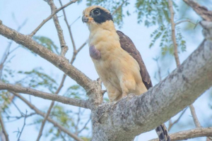 Falcon - hohutun: птах, опис Falcon - hohutun: птах, опис