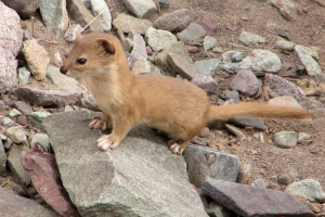 Солонгой - червоний правильний Солонгой - червоний правильний