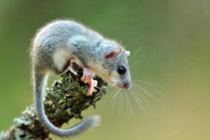 Соні-притулок Соні-притулок