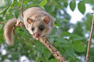 Sonya полиці Sonya полиці