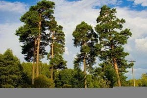 Сосна Сосна