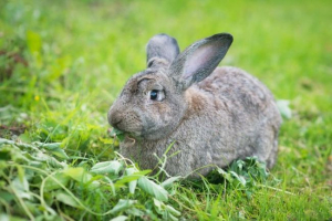 Радянська шиншила Радянська шиншила