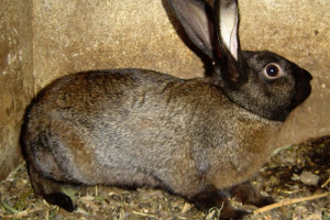 Радянський маршрут Радянський маршрут