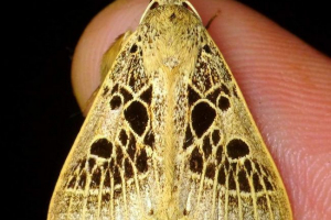 Совок - нічні метелики. Сорти, фотографії Совок - нічні метелики. Сорти, фотографії