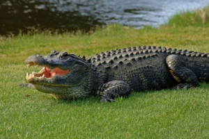 Сучасні алігатори майже не відрізняються від своїх давніх родичів Сучасні алігатори майже не відрізняються від своїх давніх родичів