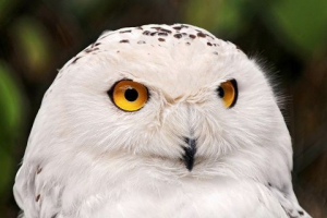 Картина птахів росії Картина птахів росії