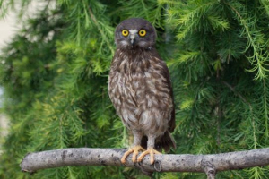 Relonoga owl Relonoga owl