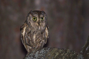 Сповільнювати Сповільнювати