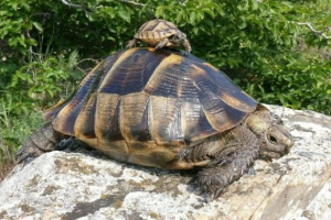 Середземноморська черепаха Середземноморська черепаха