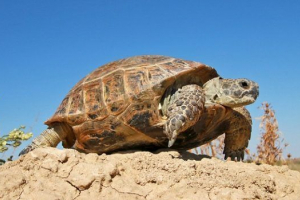 Центральна азіатська черепаха Центральна азіатська черепаха