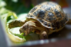 Земляні черепахи Земляні черепахи