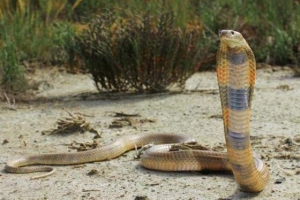 Центральна азіатська кобра - агресивна змія Центральна азіатська кобра - агресивна змія
