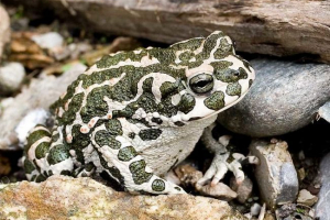 Центральна азіатська жаба (данатинська жаба) Центральна азіатська жаба (данатинська жаба)