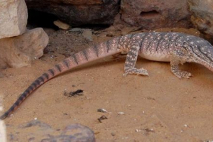 Центральний азіатський сірий varan: спосіб життя та захист Центральний азіатський сірий varan: спосіб життя та захист