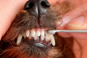 Дати зміни молочних зубів для постійних цуценят Дати зміни молочних зубів для постійних цуценят