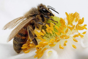 Етапи життя медних бджіл Етапи життя медних бджіл